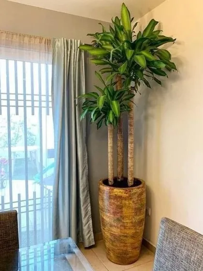 A tall Dracaena Massangeana (Corn Plant) in a rustic, textured pot. Its height makes it ideal for spaces with high ceilings, adding vertical interest to a room.