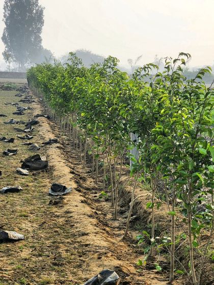 Delhi Gardner - Full-Service Landscaping Our Process: From Concept to Creation photo 28