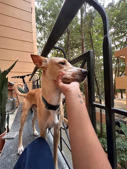 Gentle chin scratches for Berlin. These small gestures of affection help a dog feel comfortable and build a trusting relationship with me.