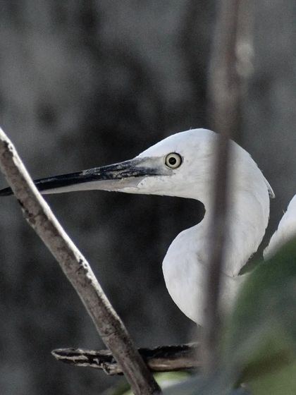 Lalith - Wildlife & Nature Photography Bird Portraits: Up Close & Personal photo 34