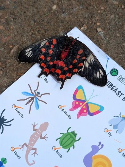 From a beautiful butterfly to a gentle snail held in a child's hand, our walks celebrate all forms of mini-beasts. We teach respect and gentle handling for all creatures.