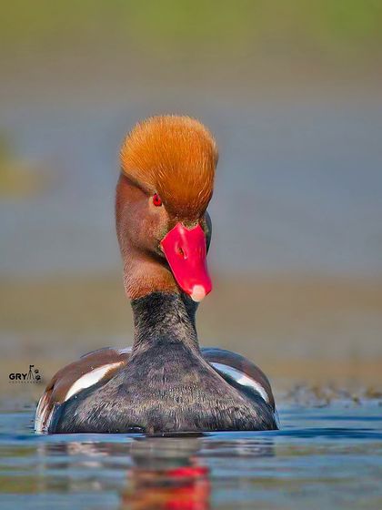 The unmistakable profile of a male Red-crested Pochard, with its vibrant red bill and fluffy orange crest, captured as it swims in open water.