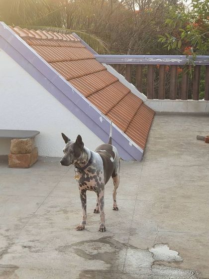 The Urban Dawg - In-Home Dog Boarding The Rooftop Playground photo 8