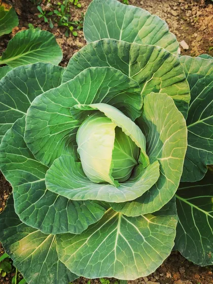A full head of cabbage, ready to be harvested and turned into a delicious dish.