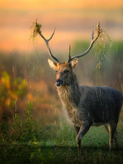 In the pouring rain at Kanha National Park, I found this magnificent Barasingha, or swamp deer. He had been decorating his antlers with grass, a behavior seen during the rut. This shot captures his raw, majestic presence against the moody, atmospheric backdrop of the monsoon.