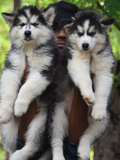 Double the trouble, double the love. These two Husky pups are full of personality.