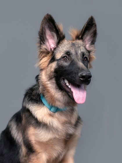 WoofWoof Stories - Pet & Family Photography Studio Paw-traits photo 6