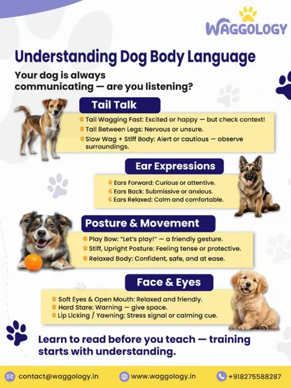 I believe in empowering you, the pet parent. A huge part of my coaching is teaching you to understand your dog's body language. When you can read their signals, you can respond to their needs, prevent problems before they start, and build a much deeper connection.