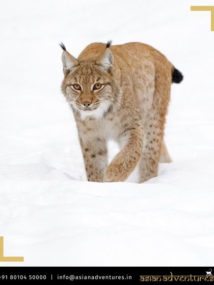 Himalayan Expeditions: Birds & Snow Leopards photo 4