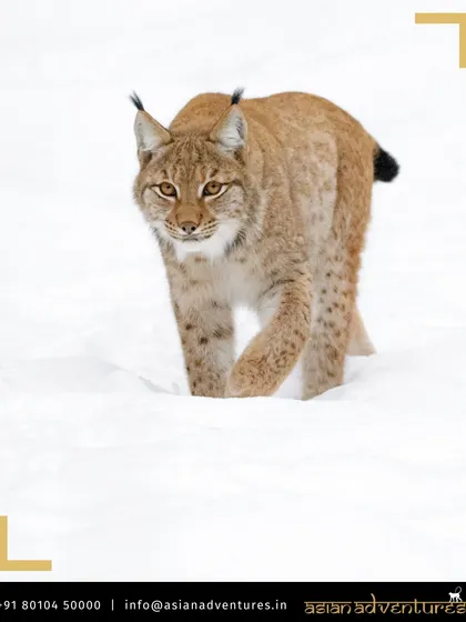 A stunning Eurasian Lynx, with its characteristic tufted ears, prowls through deep snow. This is another rare predator we aim to spot during our winter wildlife expeditions in the remote mountains of Asia.