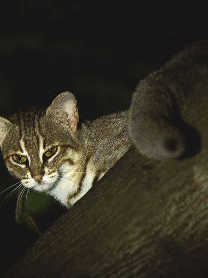 A Rusty-spotted cat peeks from behind a tree trunk, a rare and exciting sighting during one of our nocturnal explorations in Gurgaon.