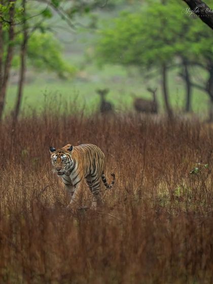 A story in layers. In the rain, a tigress emerges from the grass while a deer couple stands alert in the misty background. This composition creates depth and a narrative of predator and prey in a shared, atmospheric environment.