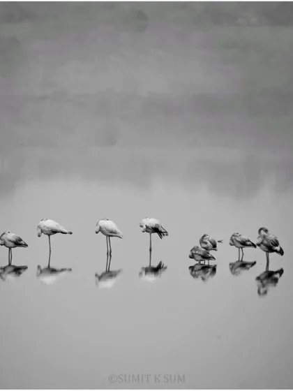 A flock of flamingos huddled together on a cold, foggy morning, presented in black and white to evoke a sense of moody togetherness.