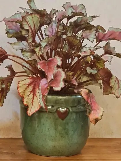This is a real Rex Begonia, not a painting, I promise. Its foliage has an incredible mix of pink, silver, and deep red. It's an easy-to-care-for, shade-loving plant that also produces lovely little flowers.