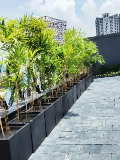 We installed a row of bamboo plants in modern black planters to create a natural privacy screen for this property. This is an elegant and eco-friendly alternative to traditional fencing.