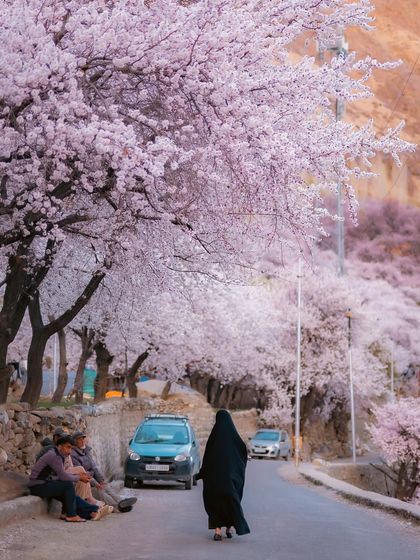 A street scene in Kargil during the apricot blossom season. The soft pink and white flowers create a dreamlike canopy over the road, transforming an ordinary moment into something magical.