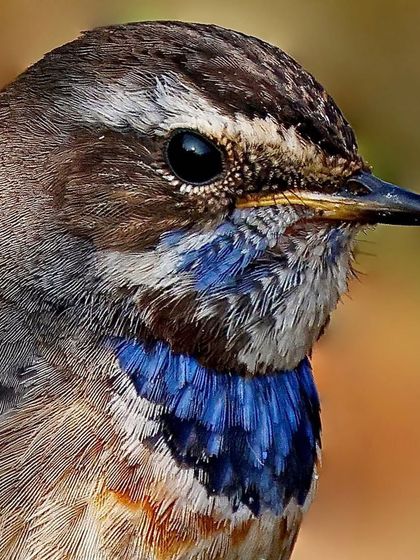 A close-up of a Bluethroat, showcasing the brilliant blue and rust-colored feathers of its throat. The fine detail reveals the texture and pattern that give this bird its name.