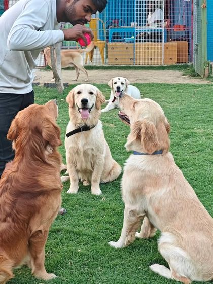 Our caretaker surrounded by a group of attentive Golden Retrievers during a training and treat session. This shows the strong, positive relationship our team builds with the dogs.