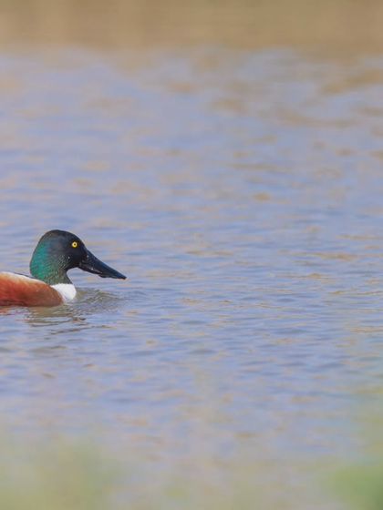 A wider shot of the Northern Shoveler, showing its distinctive large, spatula-like bill used for sifting food from the water.