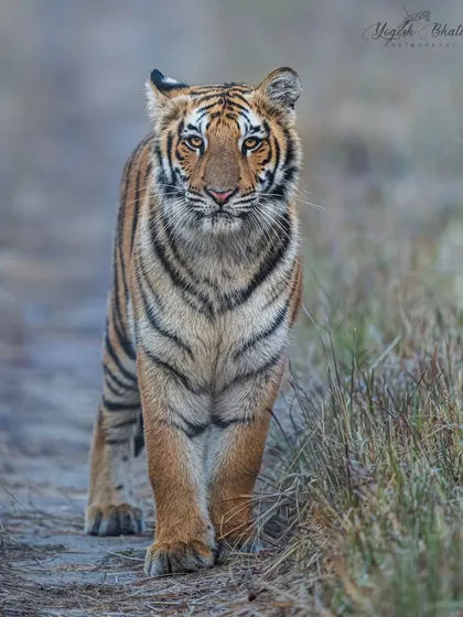 The intensity of a head-on shot is unmatched. It's about stillness and trust in your gear. I let this tiger approach naturally, framing not just its face but the raw emotion in its eyes.