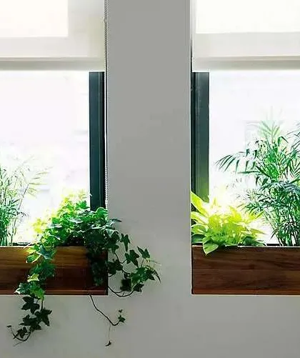 Another example of a window box garden. Placing plants directly in front of a window ensures they get plenty of light, and they beautifully frame the view to the outside.