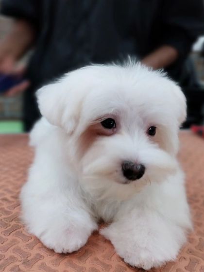 Teddy during his grooming, looking curious and sweet. We are extra gentle with puppies to ensure their first grooming experiences are positive.