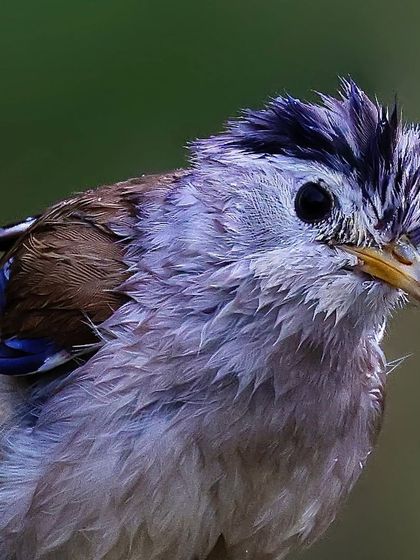 A Blue-winged Minla with wet, ruffled feathers. This portrait captures the bird in a vulnerable, natural state, highlighting the texture of its disheveled plumage.