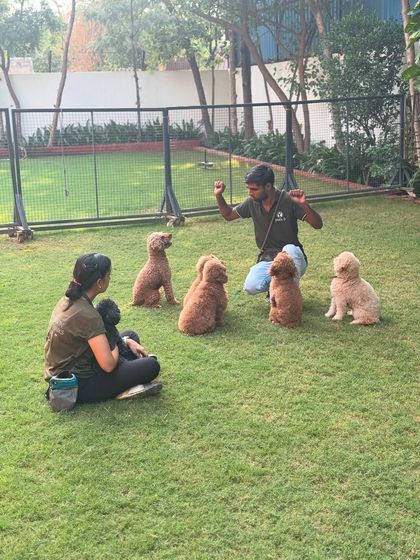One of our handlers working with the poodle pack, teaching them to respond to commands as a group.