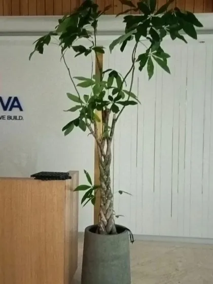 Plants make a workplace feel more welcoming. For this office reception, I chose a tall, elegant Money Tree (Pachira aquatica) in a simple concrete-style pot to create a positive first impression for visitors.