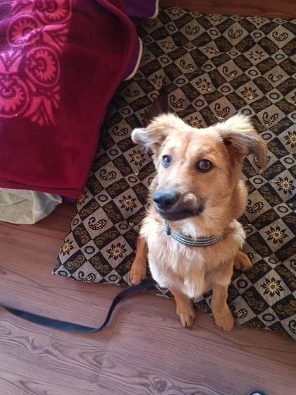 Zoella Dog Training - Behavior Modification Our Graduates: Client Success Stories photo 16