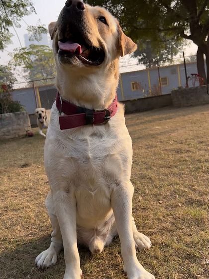 Another happy portrait of Stark the Labrador. His joyful expression says everything about the quality of his stay.