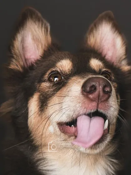 Stella, a beautiful mixed-breed dog, with a happy, tongue-out expression that lights up the frame in this studio shot.