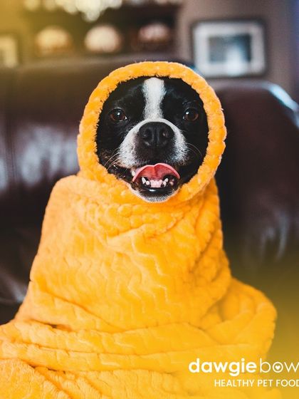 Every little burrito deserves the best diet. This cozy, happy dog wrapped in a blanket is a sweet reminder to provide them with warm, nourishing food.