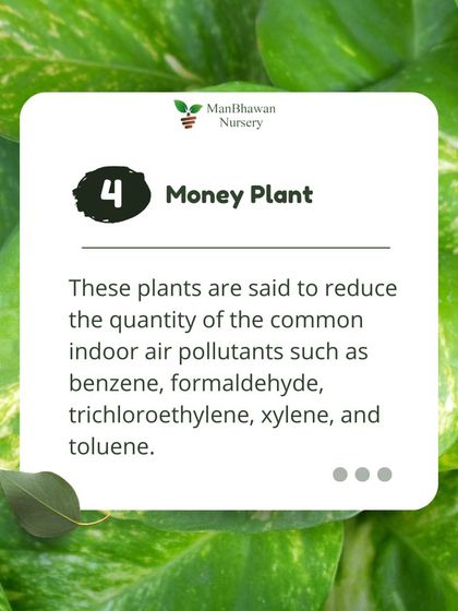The humble Money Plant is said to reduce the quantity of common indoor air pollutants like benzene and formaldehyde, making it a popular and beneficial plant for any home.