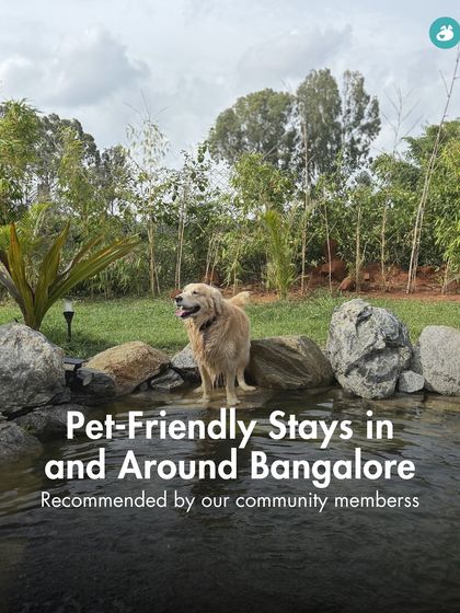 The Pack - Pet-Friendly Adventures & Meetups Pet-Parent Resources: Guides & Tips photo 14