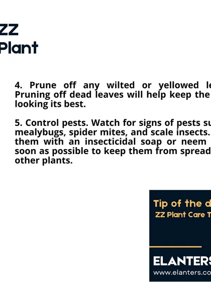 ZZ Plant Care Part 2: Prune off any yellowed leaves to keep the plant looking its best. Watch for pests and treat them with neem oil or insecticidal soap if they appear.