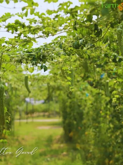 Grow Your Own Vegetables photo 15