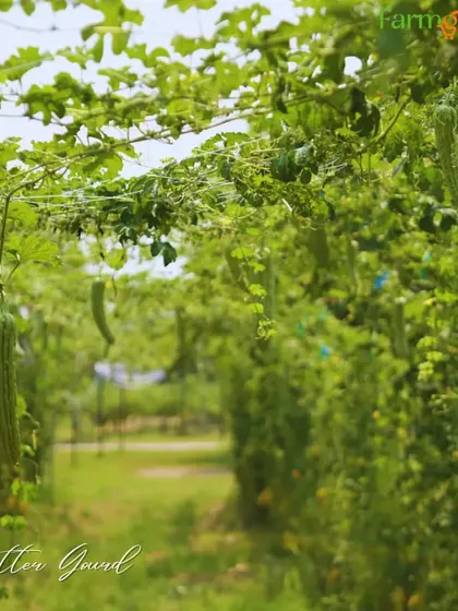 Bitter gourd, or *karela*, is another vining vegetable that benefits greatly from a trellis. This allows the plant to get more sunlight and air, leading to healthier fruit.