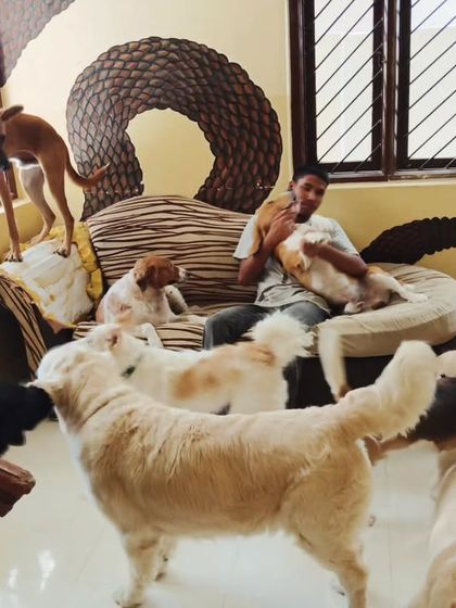 The dogs are literally climbing on the furniture to get closer to our staff.