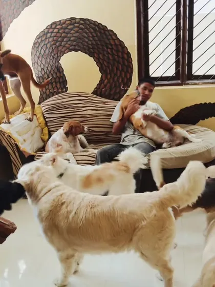 The dogs are literally climbing on the furniture to get closer to our staff.