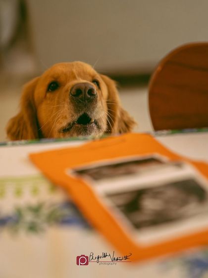 Pragalbh - Fine Art Pet Photography Family & Me photo 21