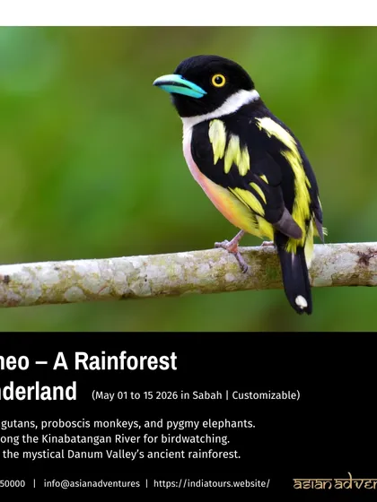 A poster for our Borneo tour, highlighting the Black-and-yellow Broadbill and the chance to see orangutans, proboscis monkeys, and pygmy elephants. This customizable tour is a rainforest wonderland.