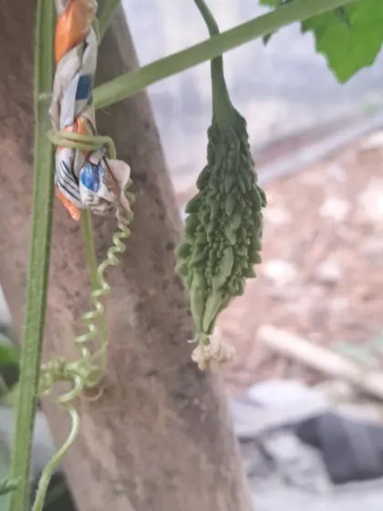 This is a small bitter gourd, or karela, ready to be harvested. Growing climbing vegetables is very rewarding on a terrace.