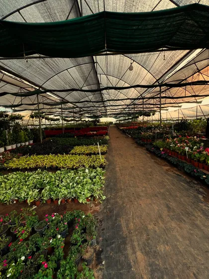 The scale of our indoor plant greenhouse ensures that we can fulfill large corporate and wholesale orders without any shortage. Every plant is cared for under ideal conditions.
