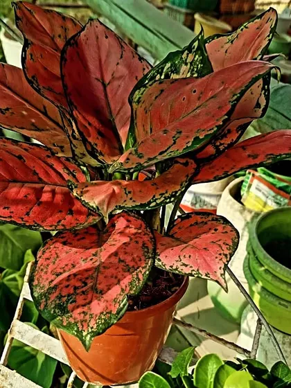 The vibrant color of the Red Aglaonema makes it a stunning indoor plant. It is easy to care for and adds a beautiful splash of red and pink to any room. This is a great choice if you want a low maintenance plant that is also a showstopper.