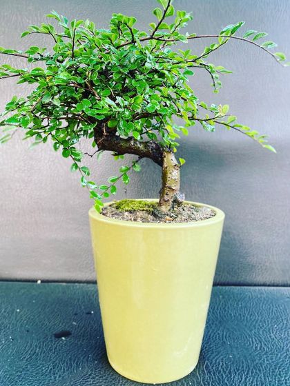 A small, delicate bonsai in a simple and modern yellow ceramic pot. These smaller versions are perfect for desks, shelves, or as an introductory bonsai for a new plant owner.