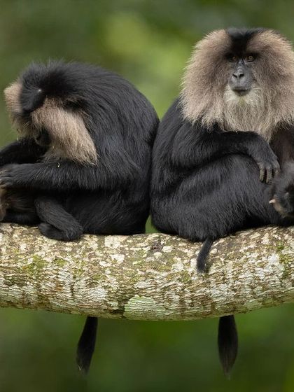 A family of Lion-tailed Macaques, an endangered primate found only in the Western Ghats. The male's magnificent mane is clearly visible.