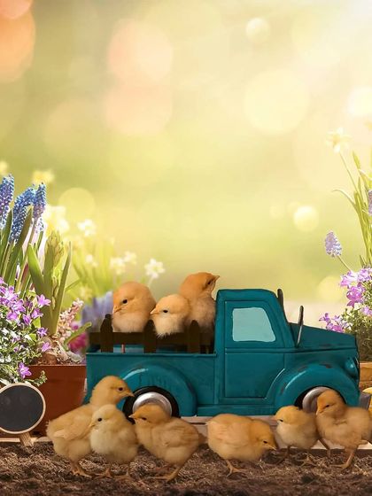 A truckload of cuteness. These adorable chicks gathered in and around a toy truck make for a whimsical and heartwarming spring-themed photoshoot.