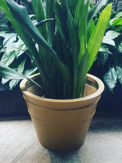 The Sansevieria, or Snake Plant, is a classic for a reason. It's low-maintenance and has a clean, upright shape. Placing it in a simple designer pot makes it an easy and stylish addition to any room.