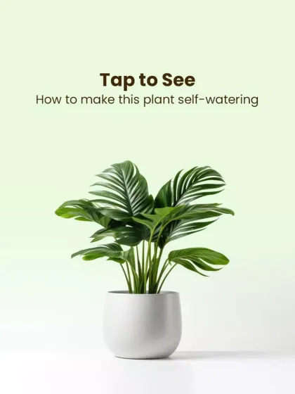 Discover the convenience of my self-watering pots. They are designed with a reservoir system that keeps your plants perfectly hydrated with minimal effort, promoting healthier growth.